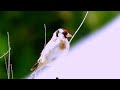 Goldfinch 20240712