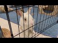 Meeting for the first time?! | Rabbit Bonding Part One