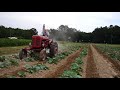 Super A Farmall Plowing Collards with Rolling Cultivators - Bullard Farms