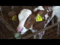 Existenzkampf: Die dramatische Geschichte eines Milchbauern | SPIEGEL TV