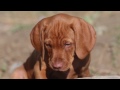 Vizsla Pup - First 8 Weeks