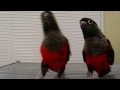 Crimson Bellied Conures learning tricks