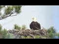 Eagle chick pees out of nest.