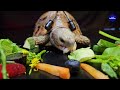 ASMR EATING FOOD MUKBANG 🐢 Turtle Tortoise 160