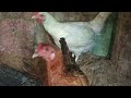 Menetaskan Telur Ayam Kampung | Ayam Petelur Unggul | Merawat Ayam Ternak #ayamhias #telurayam