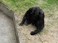 Mother Baby Gorilla Bonding At The San Francisco Zoo CA California Wild Animals Video Videos Jazevox