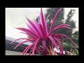 TIME LAPES OF FLOWER OPENING #viral #dragonfruit #backyardgarden #shortsvideo #flower #pink #sub #ye