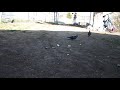 My Pigeon friends