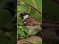 ITALIAN SPARROW