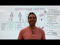 The Endocrine System - Glands and Hormones