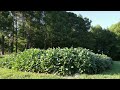 Cleaning up 2 small fields of Soybeans