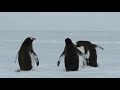 Pingus - Trip of a lifetime