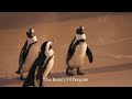 The Beauty Of Penguin/企鵝之美/ペンギンの美しさ | Relaxation Film with Relaxing Music |