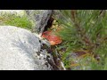 Krzyżne - Dol. Pięciu Stawów - Świstówka - Morskie Oko -  Tatry Wysokie - 14.08.2021