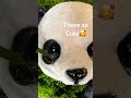 Pandas are so🥰