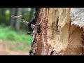 Parasitoid Wasps on a Beech Snag in the Adirondacks