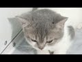 CLASSIC Dog and Cat Videos😹🐕1 HOURS of FUNNY Clips😹