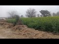 220 Acer Agriculture  Land For Sale Near Multan Road And Pattoki City 70 Lac.D.Par Acer 0300-4441446