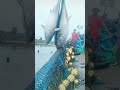 🔥extraordinary tuna fishing using modern vessels‼️#viralvideo #fishing #tuna #bluefintuna