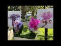 The Best of Palm Beach Flower Show 2024!