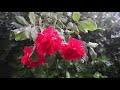 Relaxing Video 힐링빗소리 - Rain on Red Roses 비내리는 5월 대학로, 빨간 장미와 비