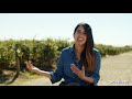 Explore Didar Blueberry Farm | From Our BC Blueberry Growers  | Go Blue BC