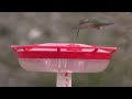 Pole-mounted Hummingbird Feeder---With Visitors!