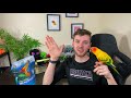 OWNING A SUN CONURE (PROS & CONS)