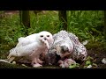 Snowy Owl family