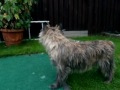 Cairnterriers playing
