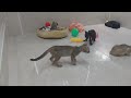 Try Not To Laugh😸🐶Funniest Cats and Dogs 2024🤣
