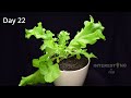 Growing Plants in 4K  TIME LAPSE Compilation (3+ Years)