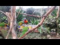 Watch beautiful and noisy Rainbow Lorikeets (parrots) being fed! (Lori papegaaien)