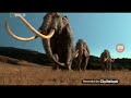 Ice Age America's Smilodon Fatalis