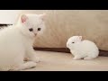 White kitten and white Tiny bunnies 🐰