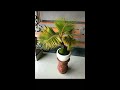 Top koleksi bonsai kelapa