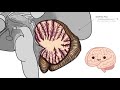 Humans have a little brain - The cerebellum