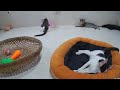 YOU LAUGH YOU LOSE🤣Best Funny Animals Video 2024😹🐕