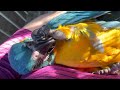 Baby macaw cuddles