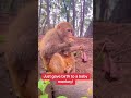 Just give birth to a baby Monkey |  #shorts #viral #money