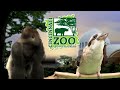 Orangutan Loves Gibbon Baby - Cincinnati Zoo