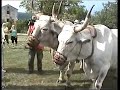 Oxen standing in yoke