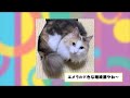 【2ch動物スレ】猫ミームで有名になった『猫』ちゃん達の元動画を集めてみた結果ｗｗｗ.