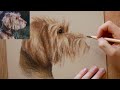 How to draw a pet portrait - Beginner step by step