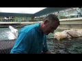 Meet Australia's only captive dugongs