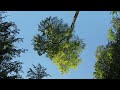 Waldbaden - Daoismus - Ein Moment zum Durchatmen am See