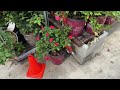 Shopping at LOWES for CLEARANCE Perennial Plants