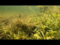 Discovering Amazing Native Fish Hidden In A Creek Near Gladstone!