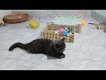 Try Not To Laugh Cats And Dogs Videos 😎 - Best Funniest Animals Video 2024 #6