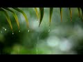 10 Hours Relaxing Sleep Music with Rain Sounds  - Meditation Music, Stress Relief, Relaxing Music